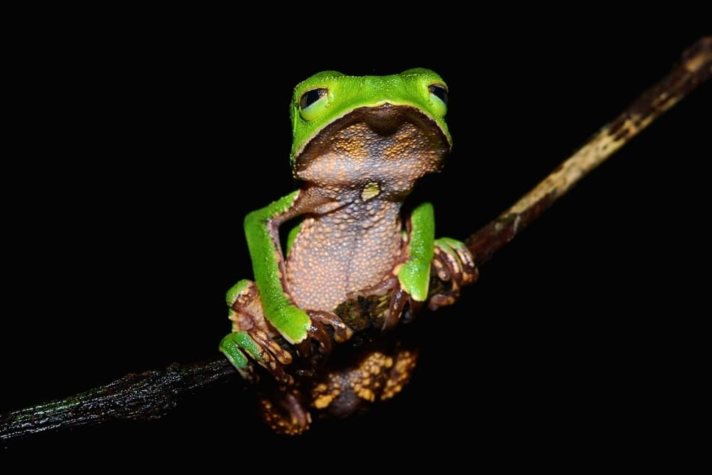 yasuni frog 1 frog yasuni night walk