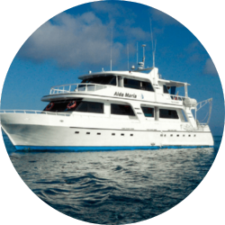 aida maria aida maria