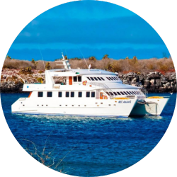 anahi gps cruise anahi