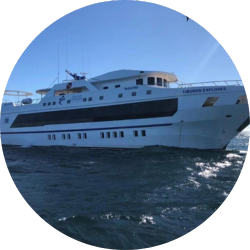 tiburon tiburon explorer