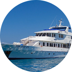 tip top iv tip top iv