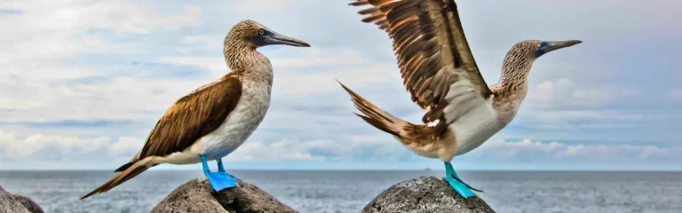 5 day complete galapagos island hopping 5 day galapagos island hopping classic