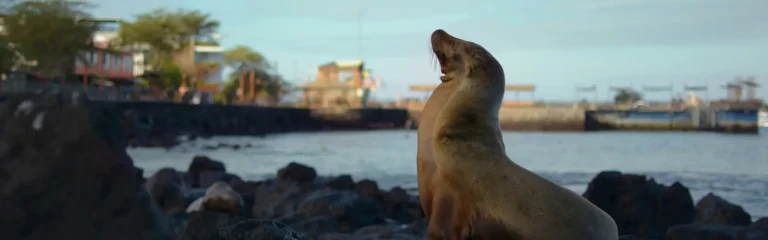 5 day galapagos luxury 5 day luxury galapagos