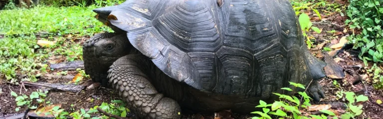7 day complete galapagos island hopping 7 day galapagos island hopping classic