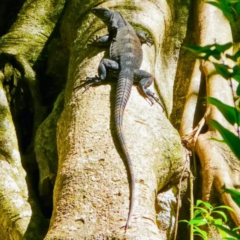 Cabo-Blanco-Costa-Rica Rebecca Adventure Travel montezuma - Costa Rica Family day 14