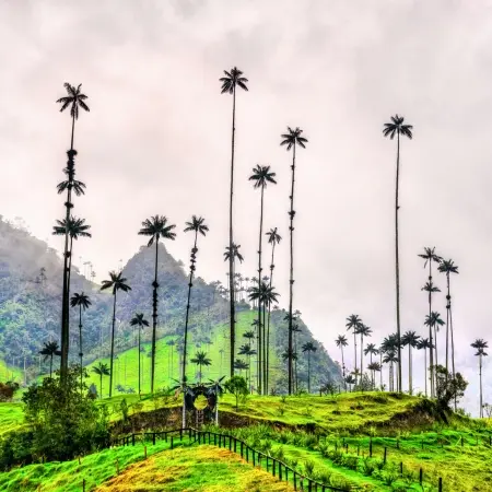 Cocora-Valley Rebecca Adventure Travel Cocora Valley