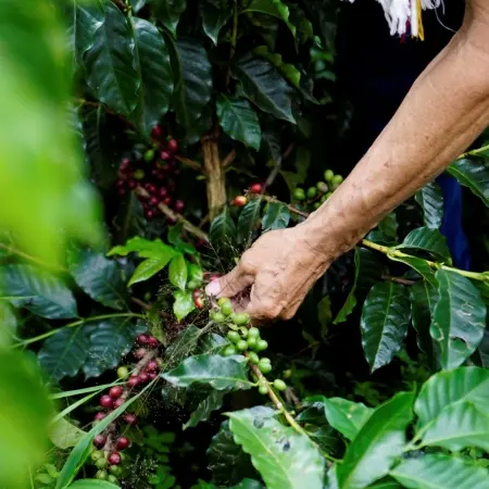 Coffee-Region-Colombia Rebecca Adventure Travel Coffee Region