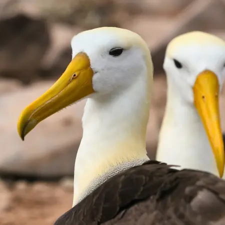 Espanola-Island Rebecca Adventure Travel Española Island - Galapagos Cruise Visit