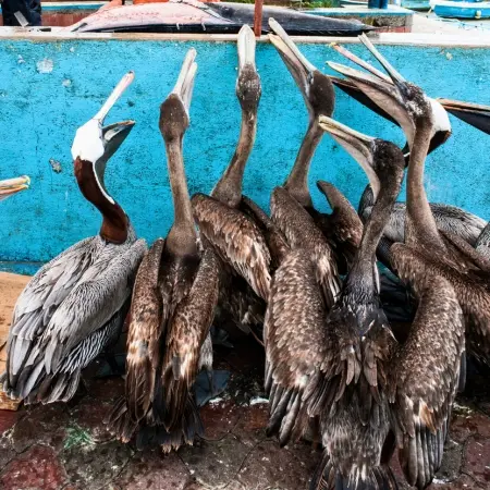 Fish-Market-Galapagos Rebecca Adventure Travel Fish Market Puerto Ayora