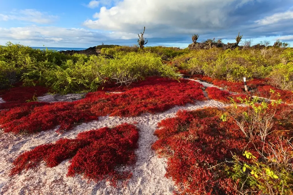 floreana island floreana island - galapagos island hopping tour