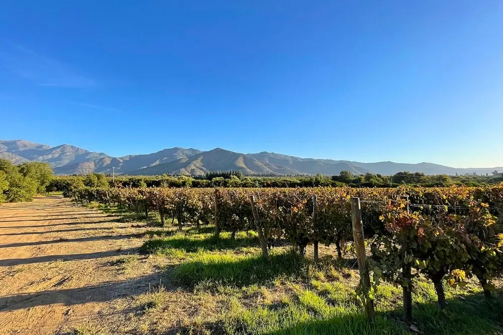 las araucarias vineyard chile