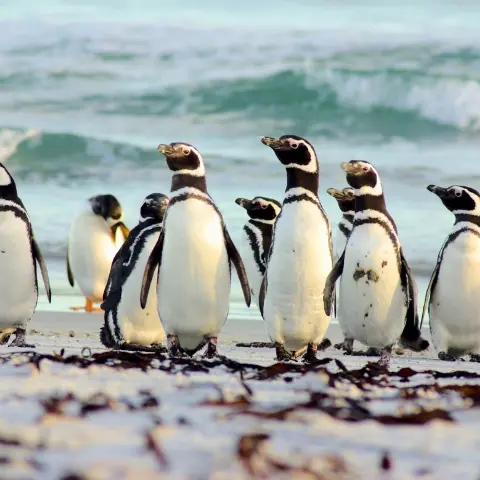 Magallena-and-Marta-Island Rebecca Adventure Travel Day 5 - Chile Cultural - Magallena and Marta Island