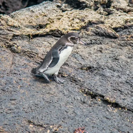 Moreno-Point Rebecca Adventure Travel Moreno Point - Galapagos Cruise visit