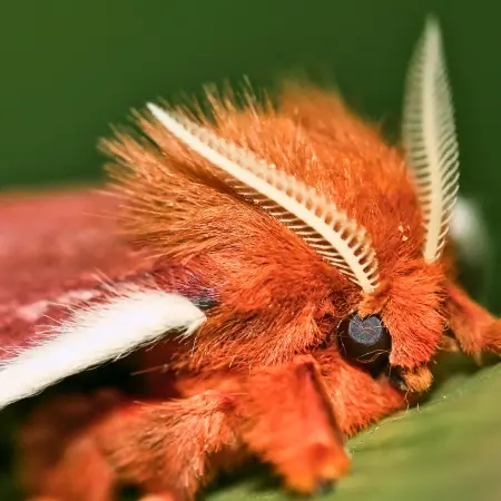 Napo-Butterfly-Amazon-Ecuador Rebecca Adventure Travel Butterfly in the Amazon