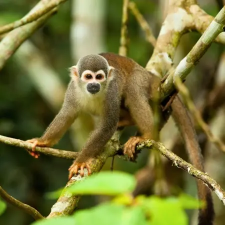 Napo-Cuyabeno-Rescue-Center Rebecca Adventure Travel Rescue Center - Amazon Napo