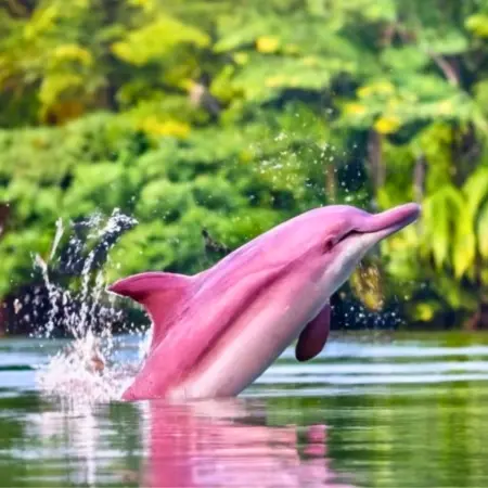 Pink-Dolphin-Amazon Rebecca Adventure Travel Pink Dolphin - Amazon
