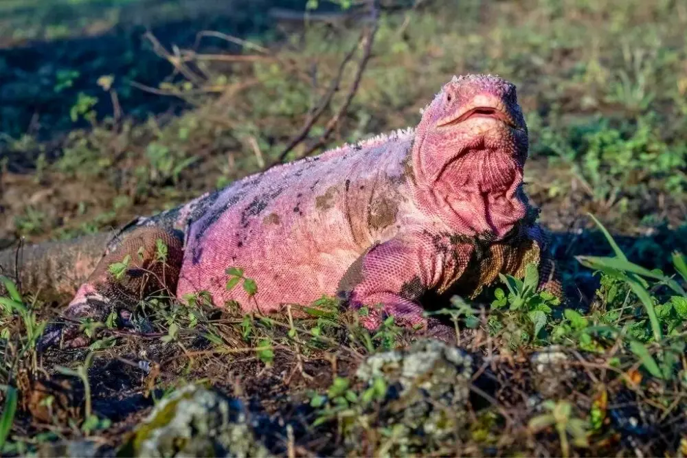pink iguana galapagos pink iguana.