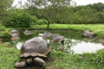 santa cruz highlands galápagos giant tortoise. santa cruz highlands.