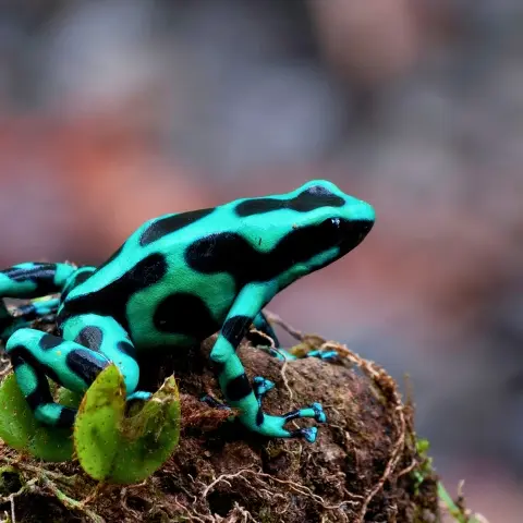 Sarapiqui-Costa-Rica Rebecca Adventure Travel puerto viejo sarapiqui - Costa Rica Family day 6