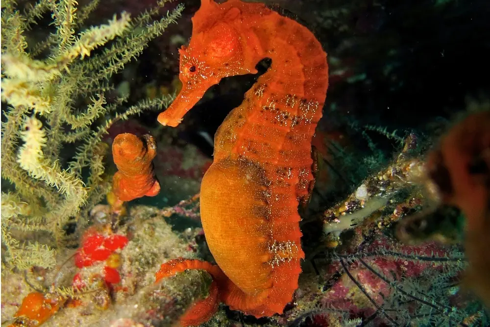 Sea Horse - Snorkeling Galapagos Complete Tour