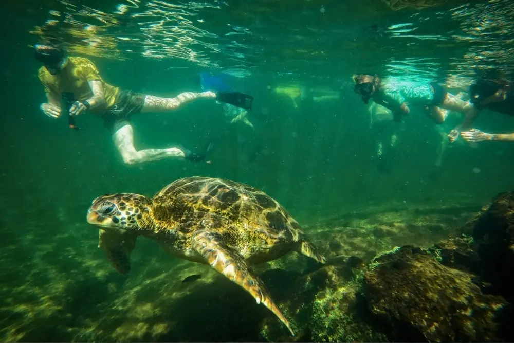 snorkeling turtule snorkeling is one of the top galapagos activities tourists can enjoy on a cruise adventure