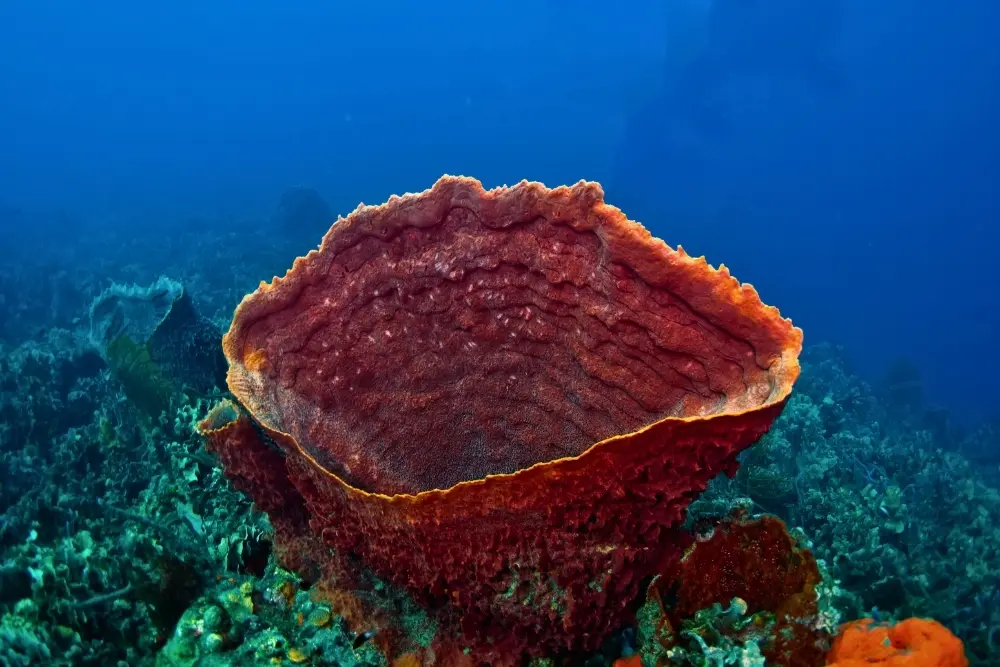 underwater live rosario islands snorkeling rosario islands - colombia multisport