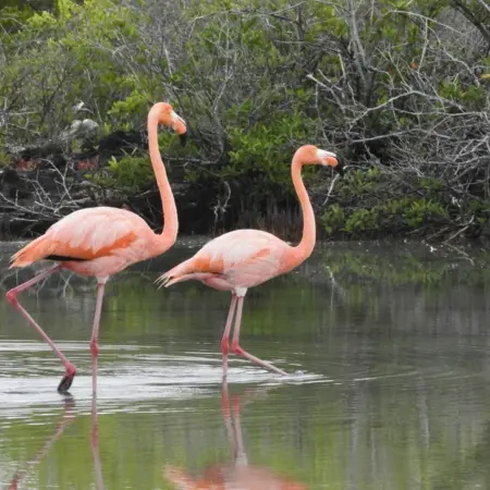 Wetlands-Isabela-Flamingos-Galapagos-Island Rebecca Adventure Travel Flamingos Lagoon - Isabela Island