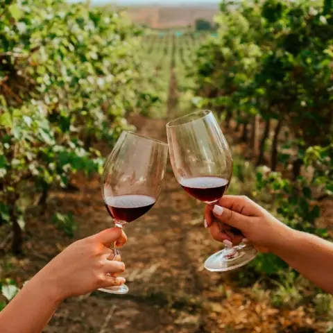 wine-tour-chile Rebecca Adventure Travel Day 3 - Chile Cultural - Maipo Vineyard