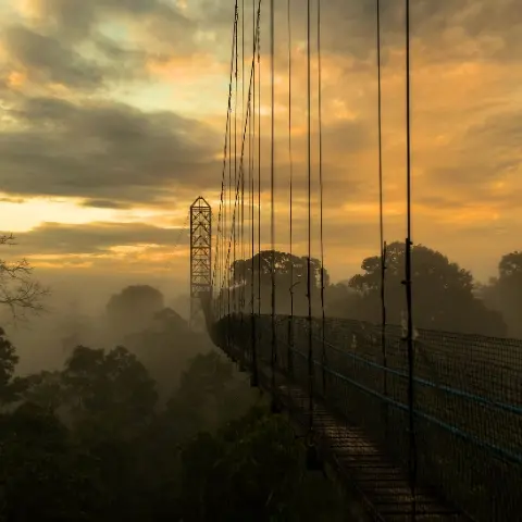 Yasuni-Canopy Rebecca Adventure Travel Yasuni Canopy - Ecuador Amazon Tour